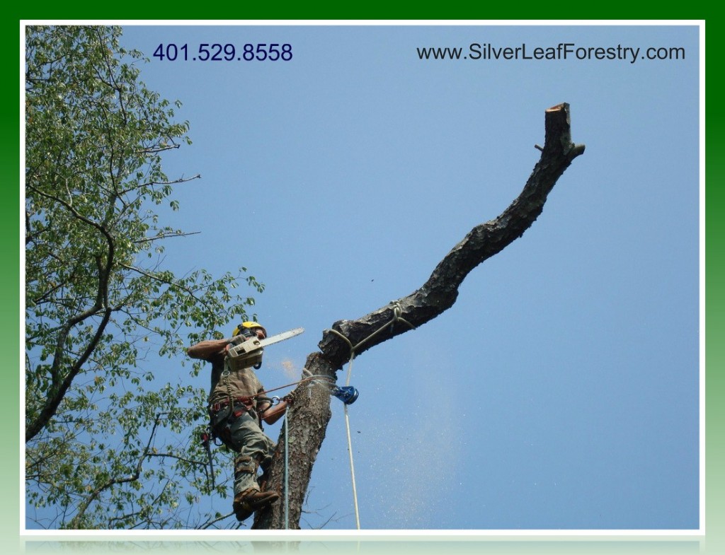 Silver Leaf Forestry- RI Tree Needs