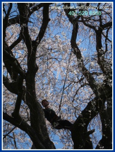 RI Tree Services | Silver Leaf Forestry | Back in the Sky